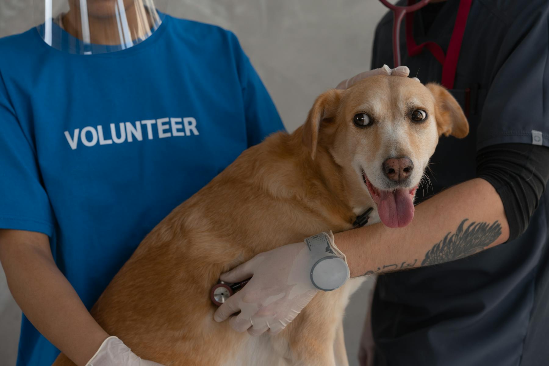 Vetcare